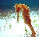 Seahorses and fish will now be plastic.