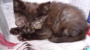 Click on image to see full-sized version Lorcan the blind kitten
