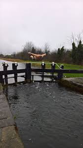 Is it a bird? Is it a plane?  NO!  It's a Cabhair-sponsored swimmer !