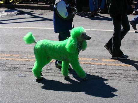 Green Poodle Surveys Precious Pavement