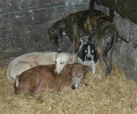 Under threat, pregnant greyhounds