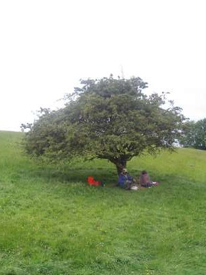  family tree...bring then all