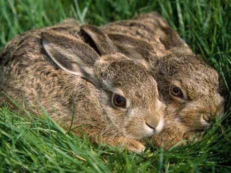 Click on image to see full-sized version The animal we aim to have protected from "sport" cruelty...