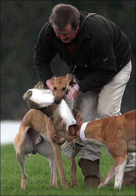 hare_coursing_one.jpg